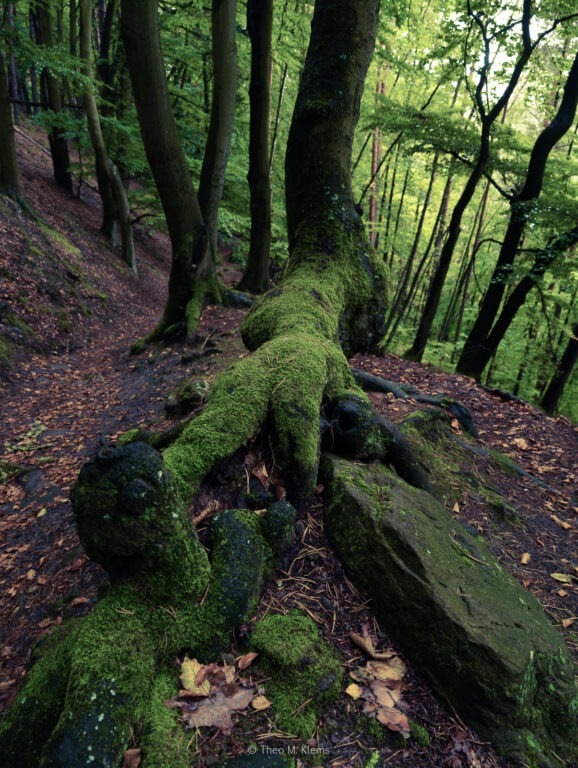 Zwischen Moos und Wurzeln führt der Weg weiter hinauf durch den Wald.