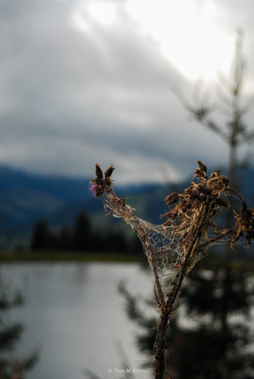 Pflanze im Vordergrund mit Blick auf einen Bergsee und verschwommene Landschaft