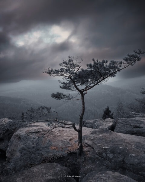 Kiefer auf Sandsteinfelsen mit Blick über das Elbtal