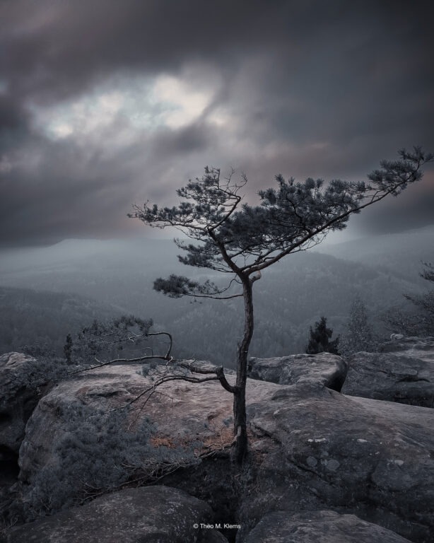 Kiefer auf Sandsteinfelsen mit Blick über das Elbtal