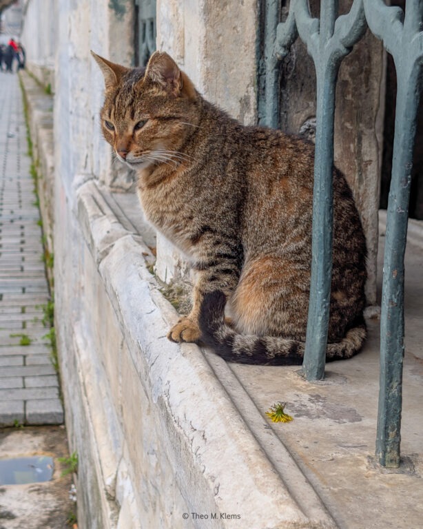 Straßenkatze sitzt auf einer Fensterbank in Istanbul vor einer alten Mauer