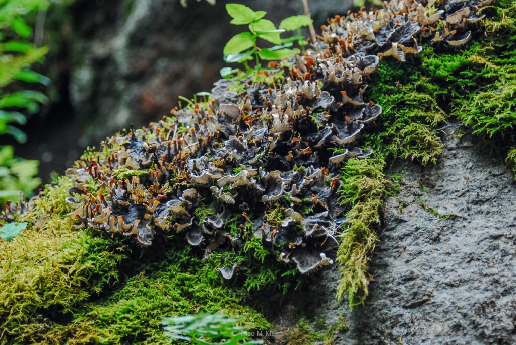 Moos und Pilze in symbiotischer Struktur im Wald
