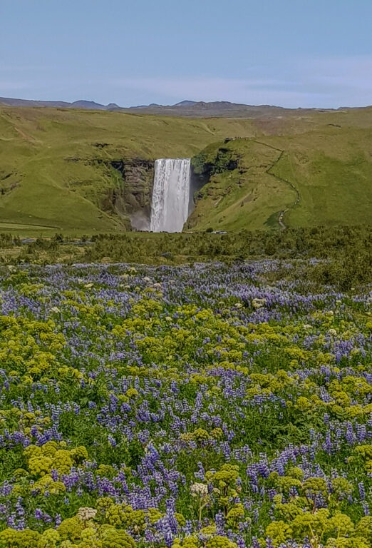 Wiesenblumen vor Wasserfall in Island