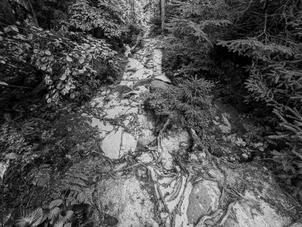 Wandern im Regen im Wald – veränderte Wahrnehmung der Landschaft
