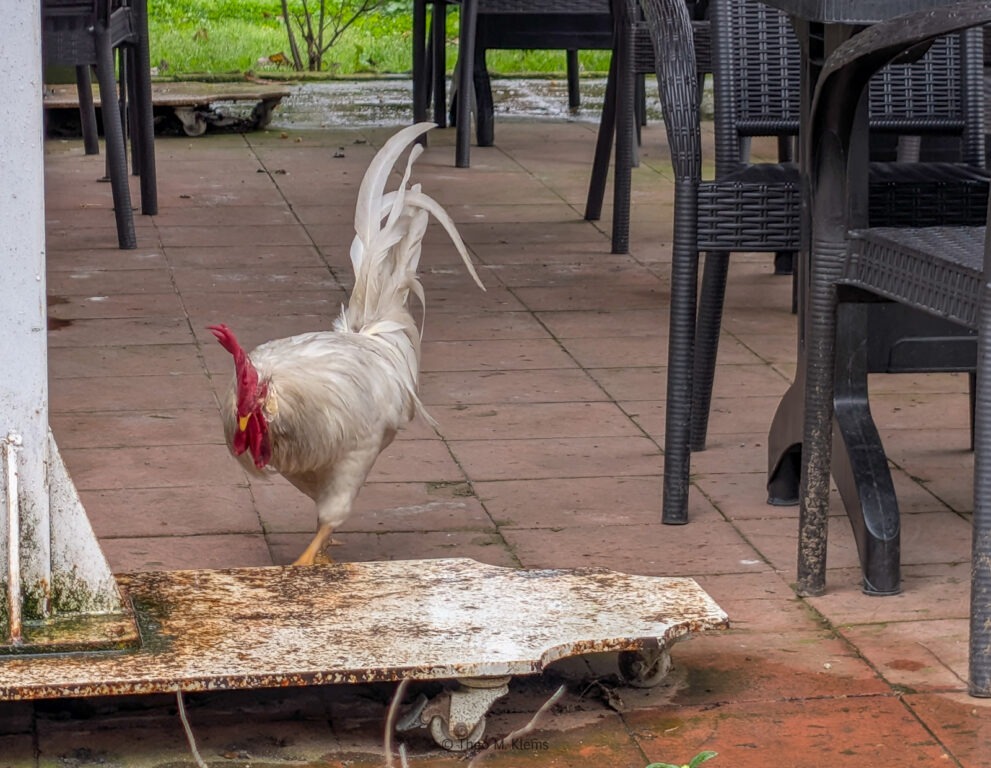 Weißer Hahn läuft über eine Terrasse zwischen Stühlen und Tischen in Istanbul