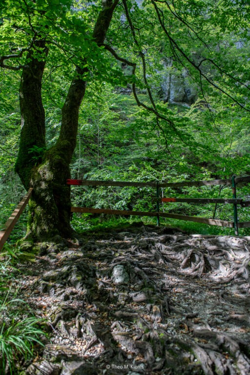 wurzelweg wald karawanken