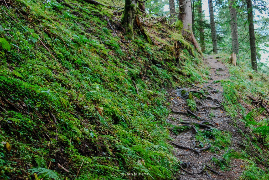 wurzelweg wald kaprun