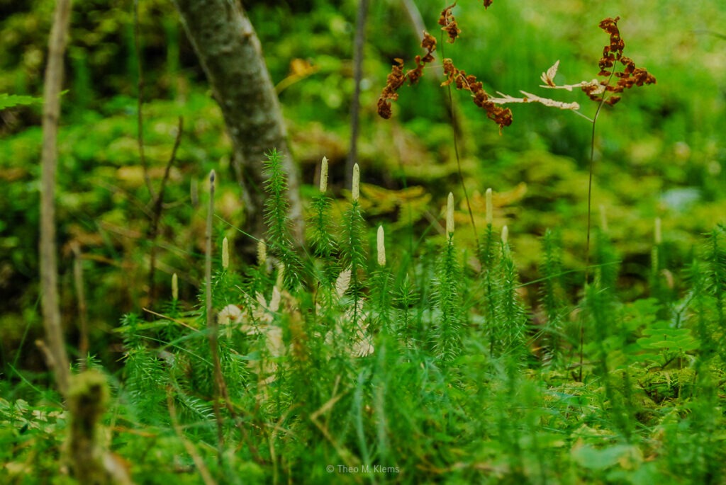 Zarte Pflanzen am Wegesrand nahe der Krimmler Wasserfälle